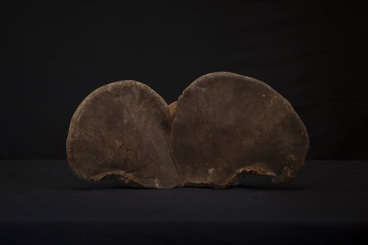 Petrified Rain Forest Tree Fungus Luzon Island